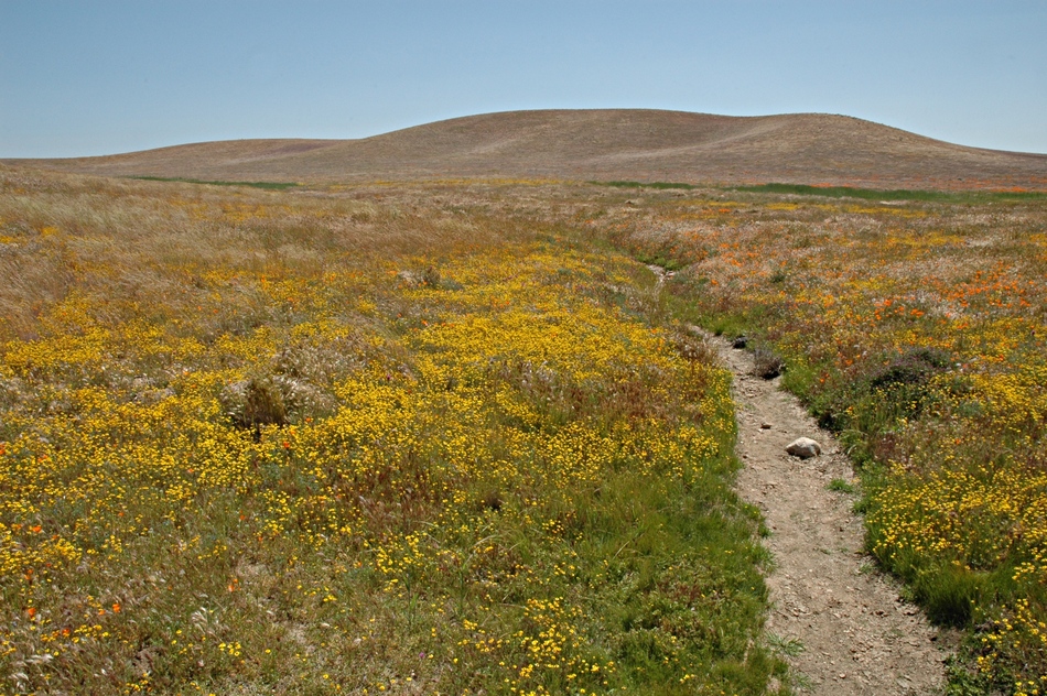 PathToFlowers.jpg