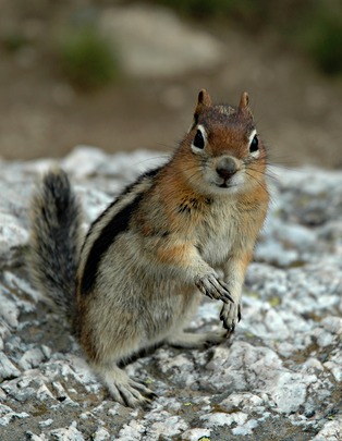 GroundSquirrel-2.jpg